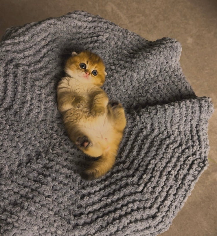 Pets Bedding